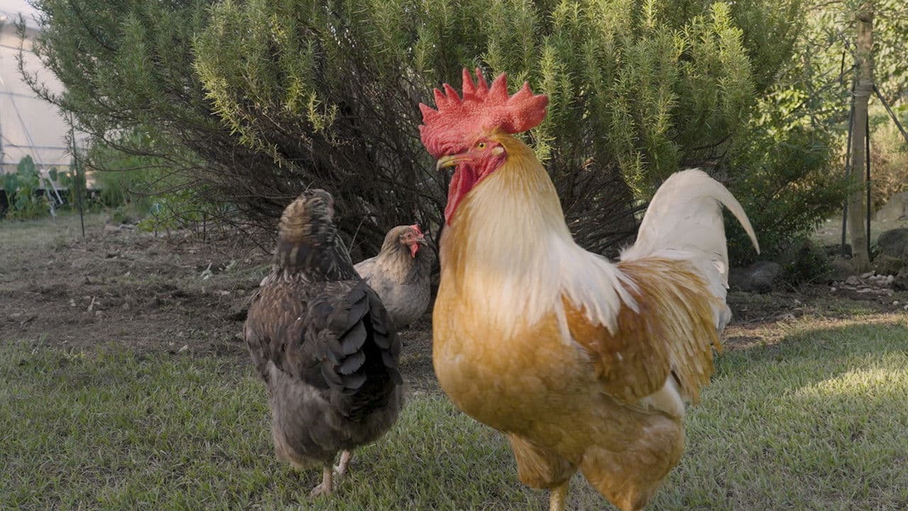 Backdrop – 집에 살던 새는 모두 어디로 갔을까