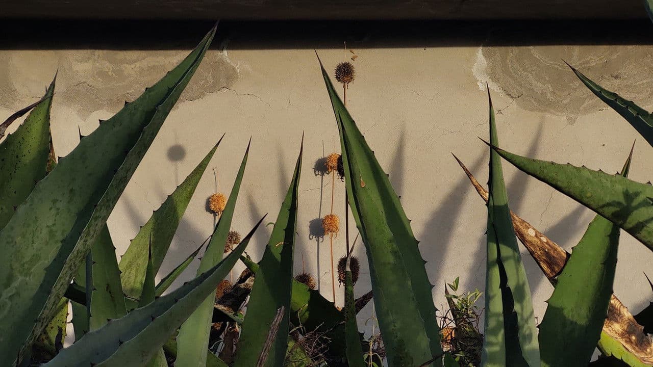 Backdrop – Corazón de Maguey