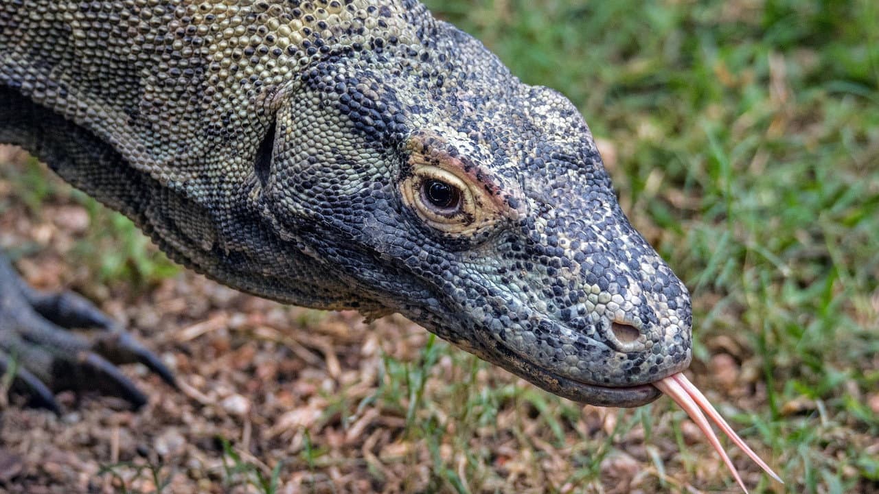 Backdrop – Dragons of Komodo