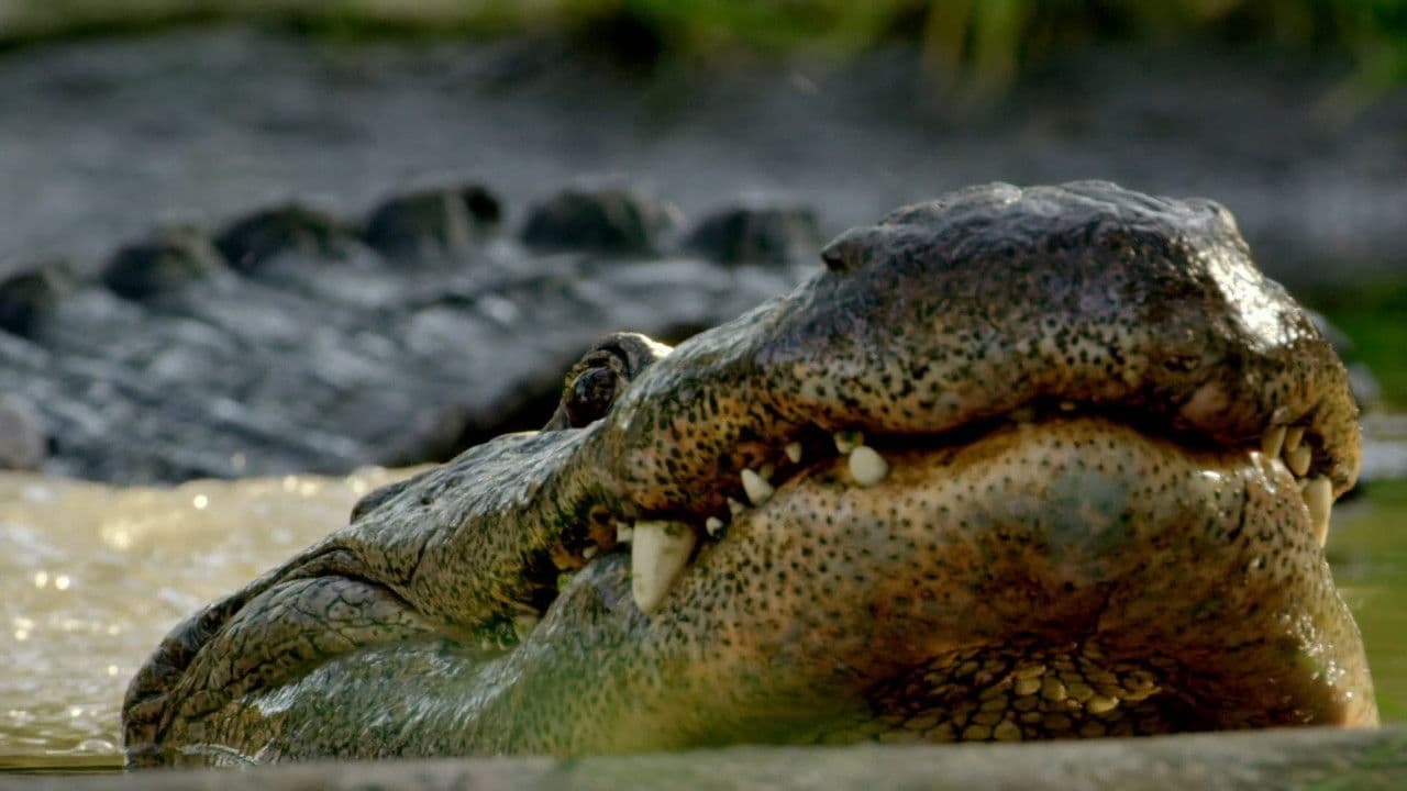 Backdrop – Wild Florida