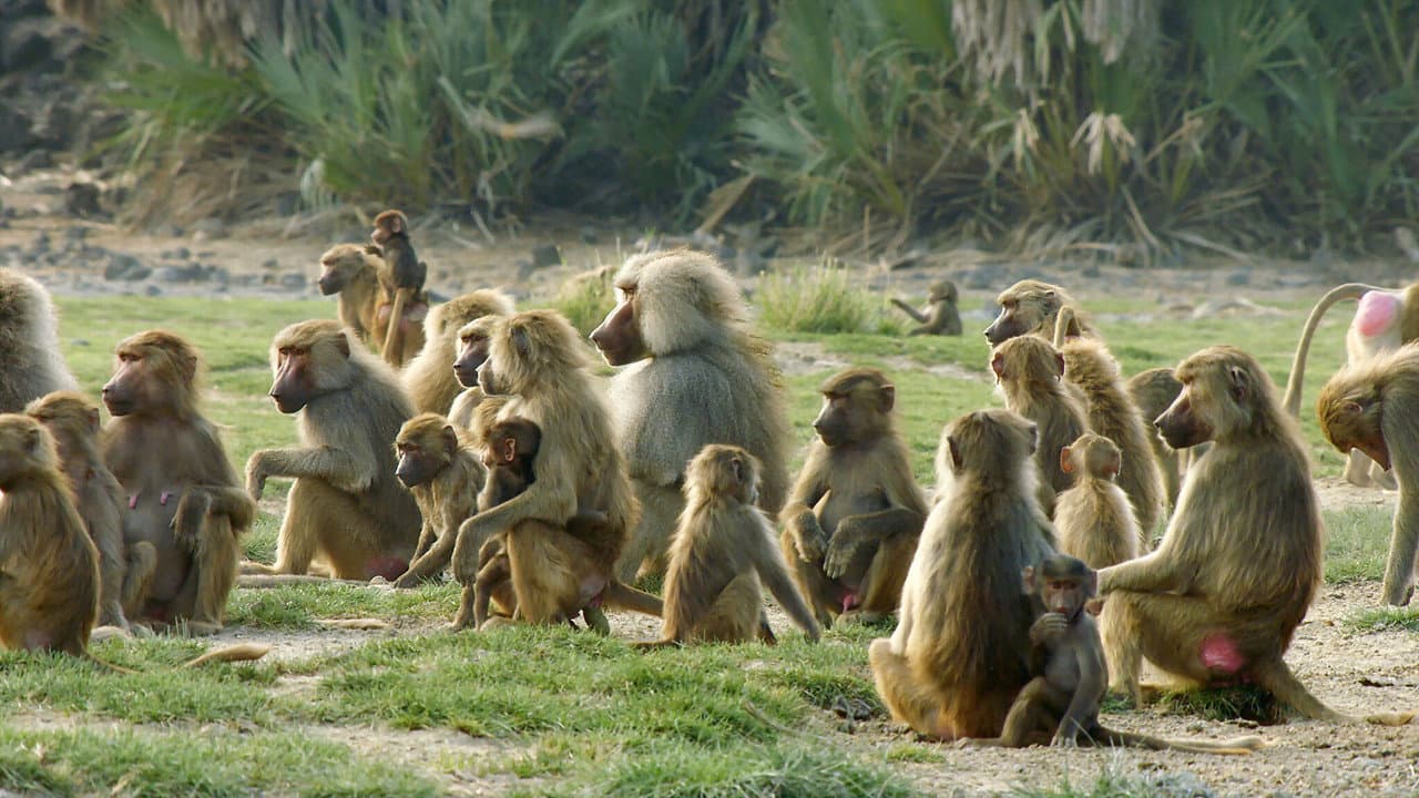 Backdrop – Baboons: Rules of the Troop