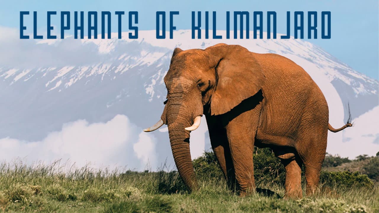 Backdrop – Elephants of Kilimanjaro