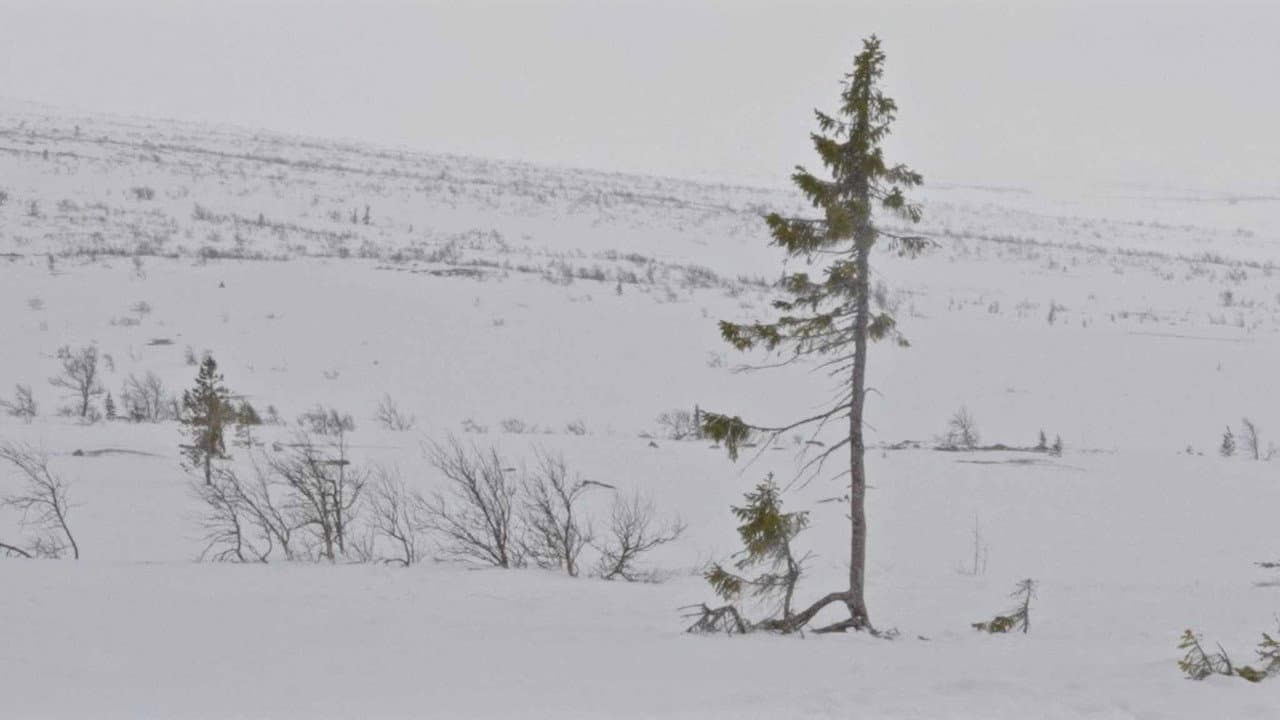 Backdrop – Un arbre és un arbre