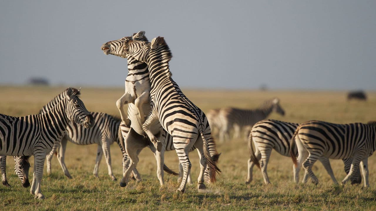 Backdrop – Nature: Great Zebra Exodus