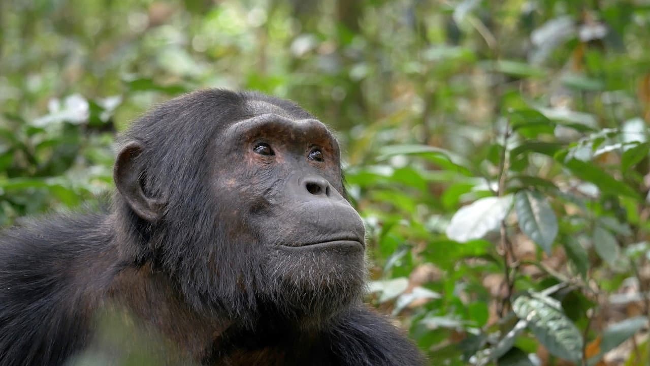 Backdrop – Ouganda, le regard d'un chimpanzé