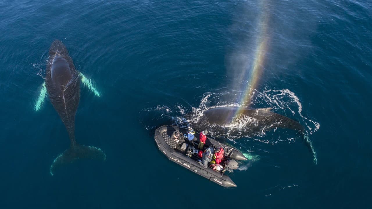 Backdrop – Whales in a Changing Ocean