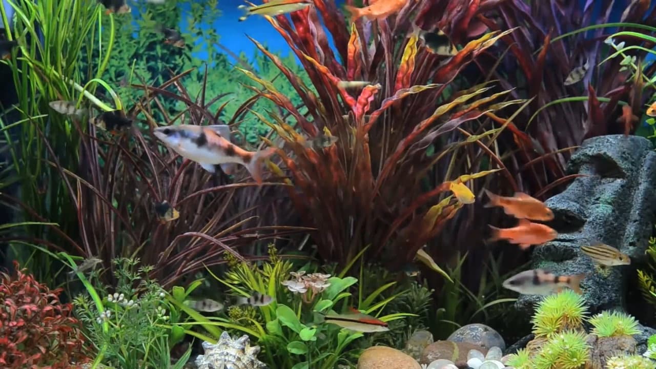 Backdrop – Aquarium 3 Stunden