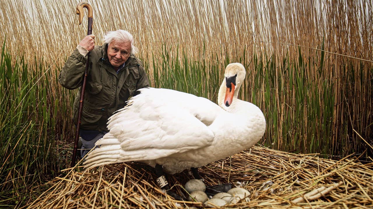 Backdrop – Attenborough's Wonder of Eggs
