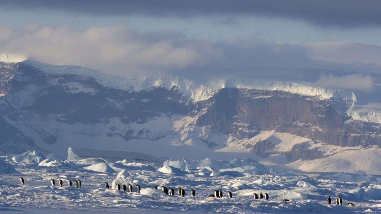 Backdrop – Die Reise der Pinguine 2: Der Weg des Lebens