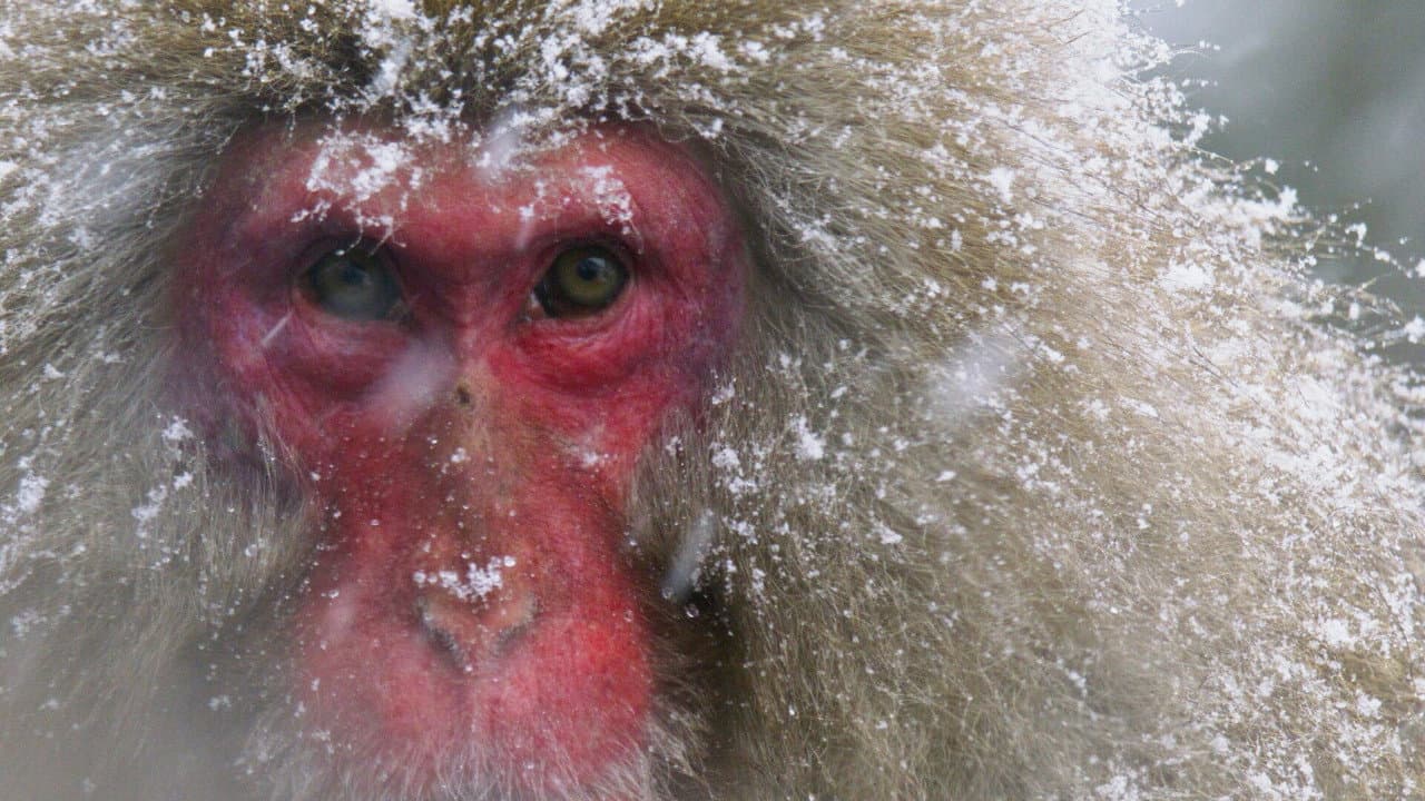 Backdrop – Japans Schneeaffen Hautnah