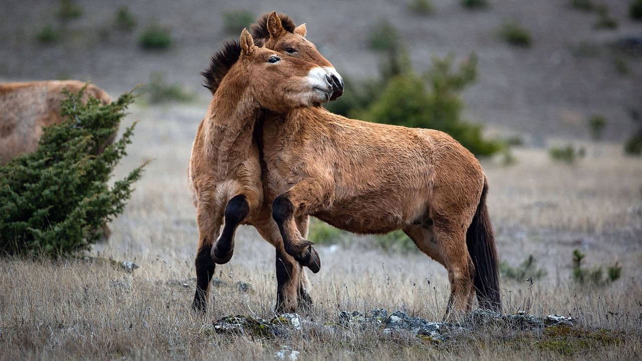 Backdrop – Ein Lebewesen unter anderen