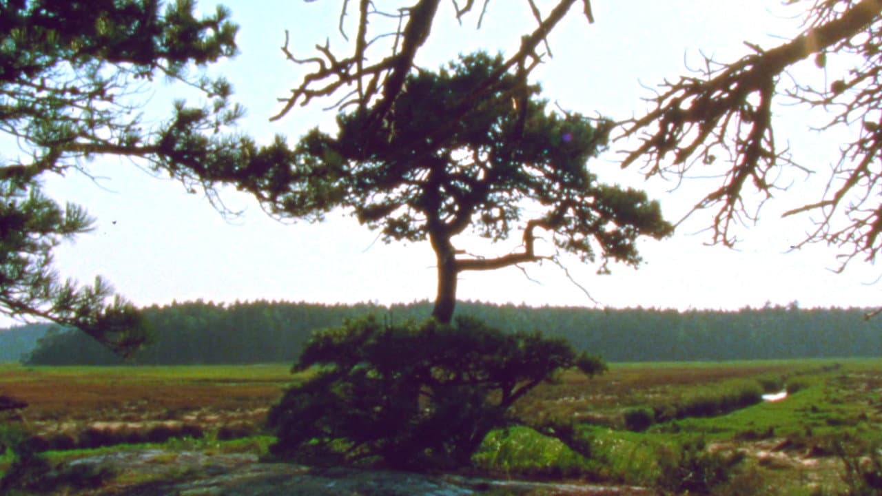 Backdrop – Jasper Beach and The Salt Marsh