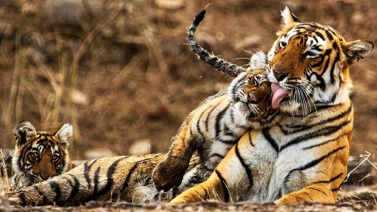 Backdrop – My Tiger Family