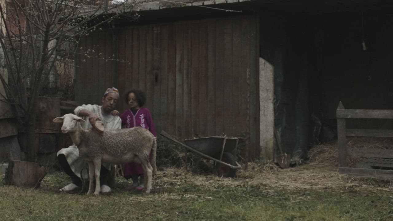 Backdrop – La pecora