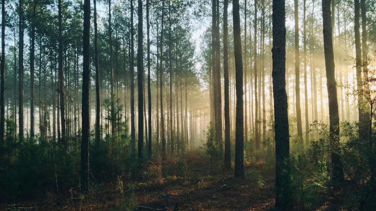 Backdrop – Into The Woods (AUS Productions)