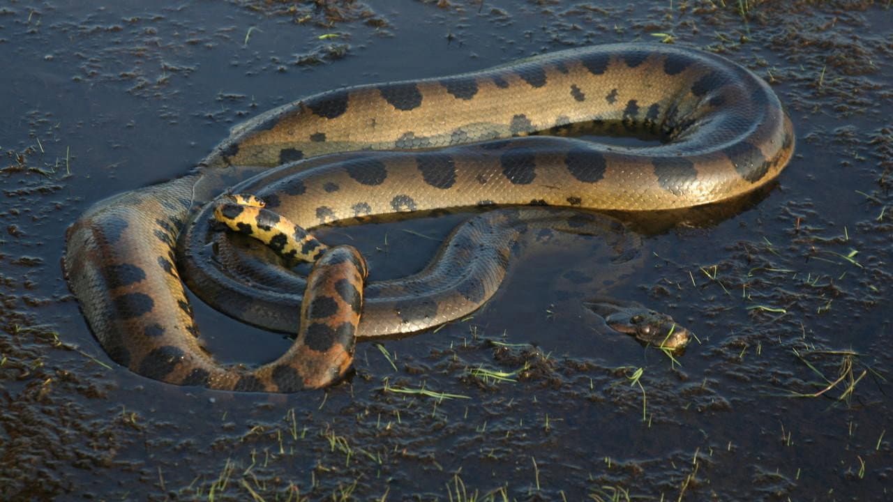 Backdrop – Anaconda: Queen of the Serpents