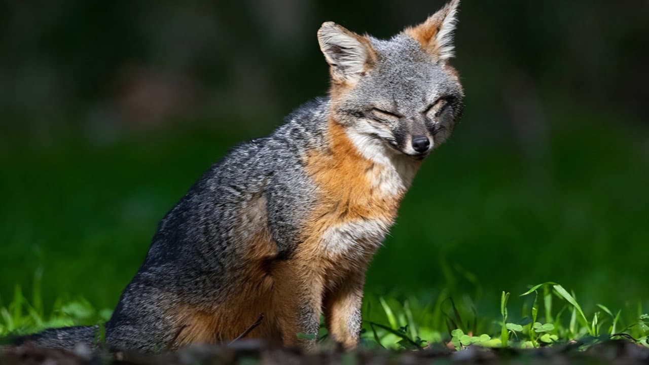 Backdrop – Wie der Graufuchs seine Insel rettete