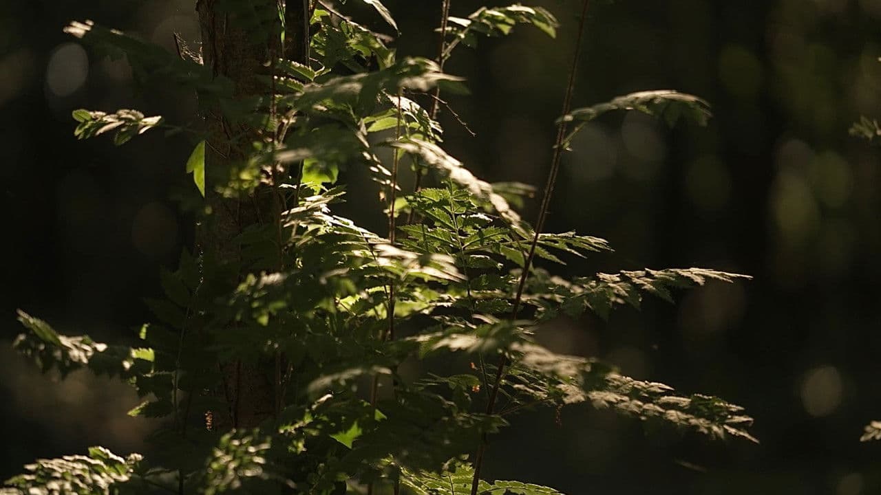 Backdrop – Kanklės: Redefining Tradition