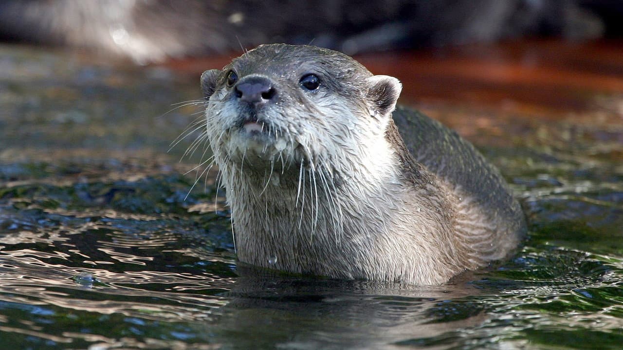 Backdrop – West Coast Otters