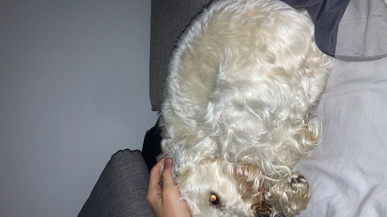 Backdrop – A Dog's Day