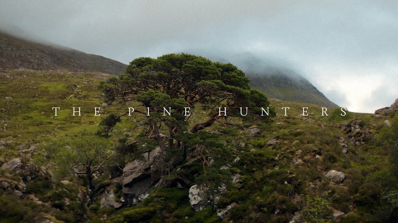Backdrop – The Pine Hunters