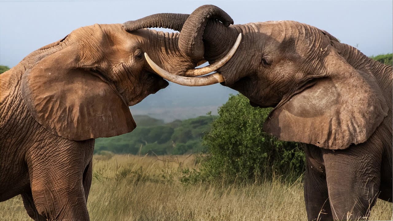 Backdrop – Tusker: Brotherhood of Elephants