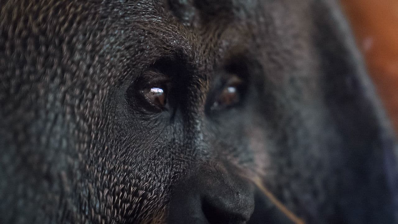 Backdrop – Orang. Utan.