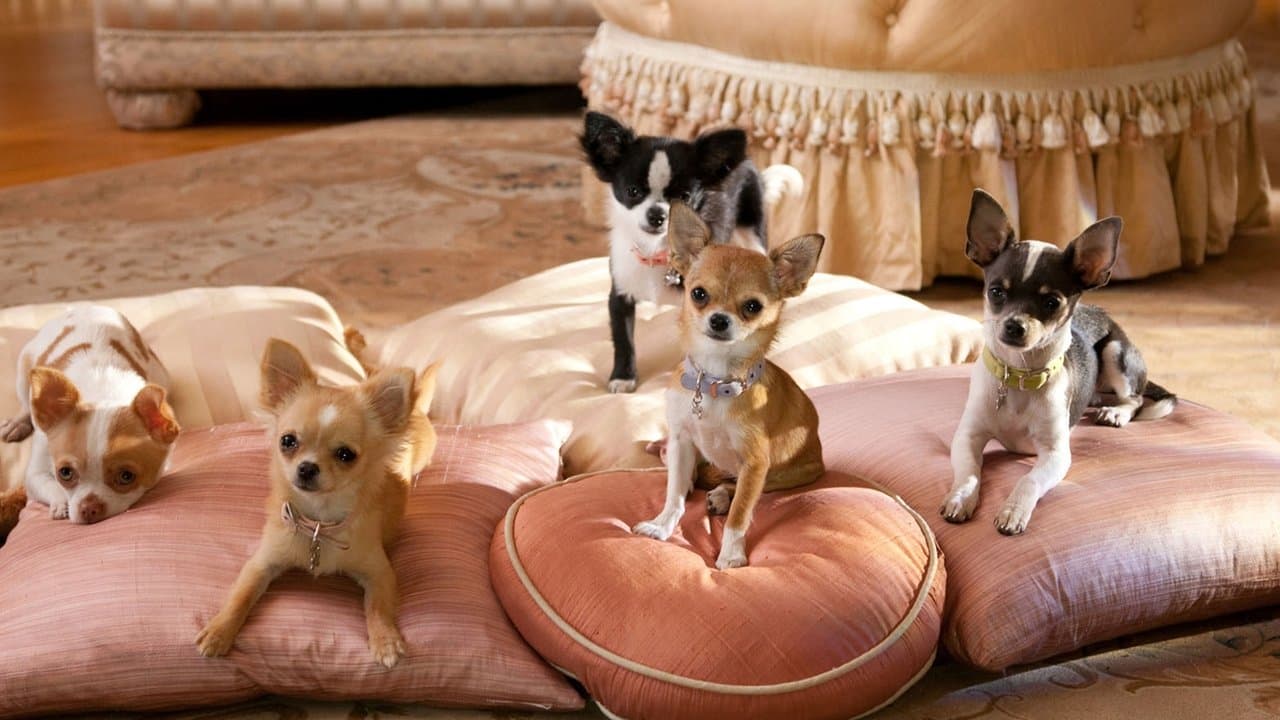 Backdrop – Beverly Hills Chihuahua 2