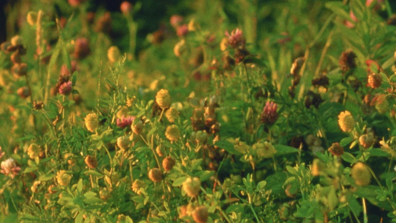 Backdrop – Small Mountains