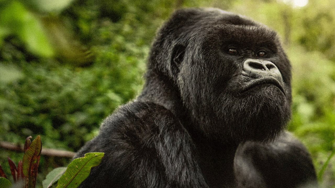 Backdrop – Eine Gorilla-Story erzählt von David Attenborough