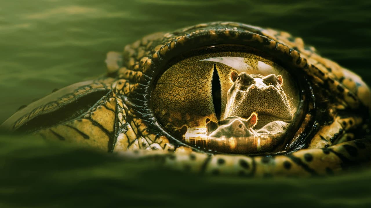 Backdrop – Hippo vs. Kroko