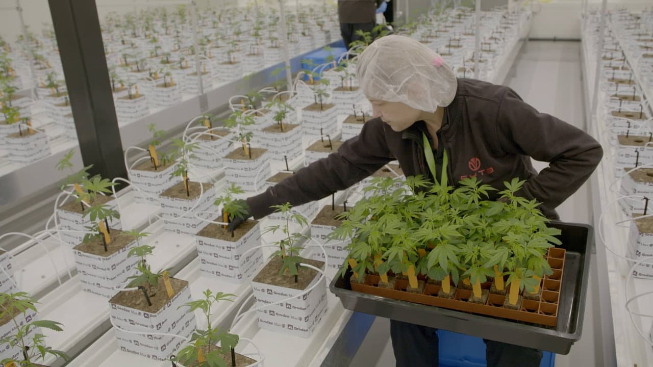 Backdrop – Legale wiet 2