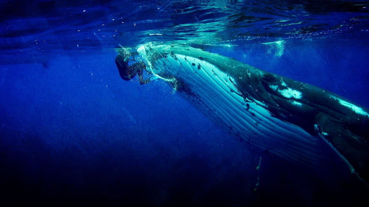 Backdrop – Whale Guardian