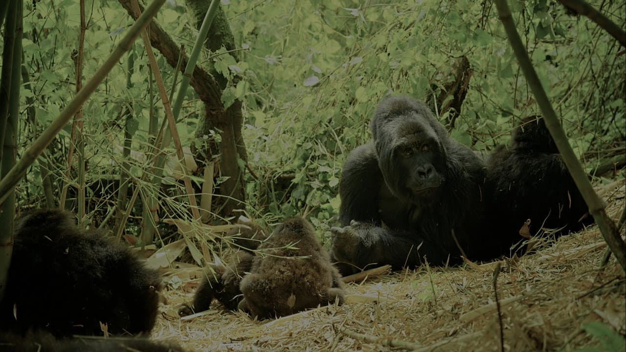 Backdrop – Wild Africa