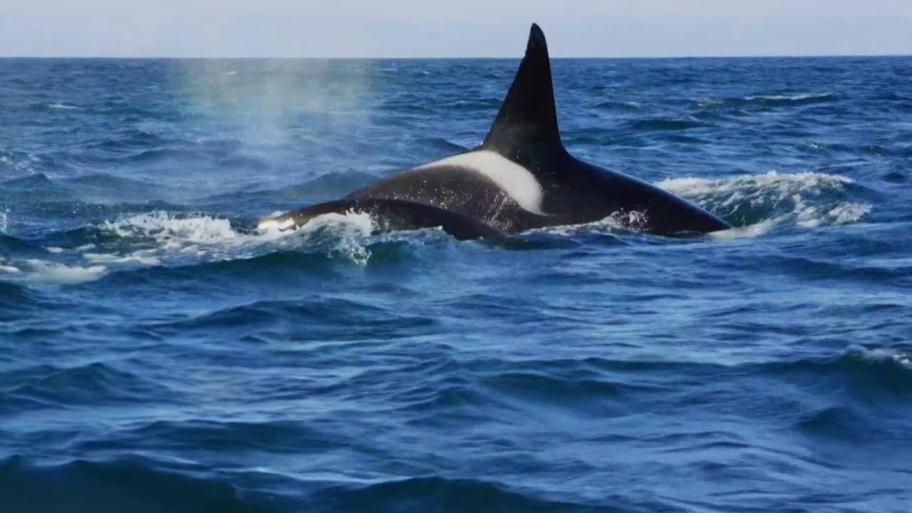 Backdrop – Orcas Beutezug vor Südafrika