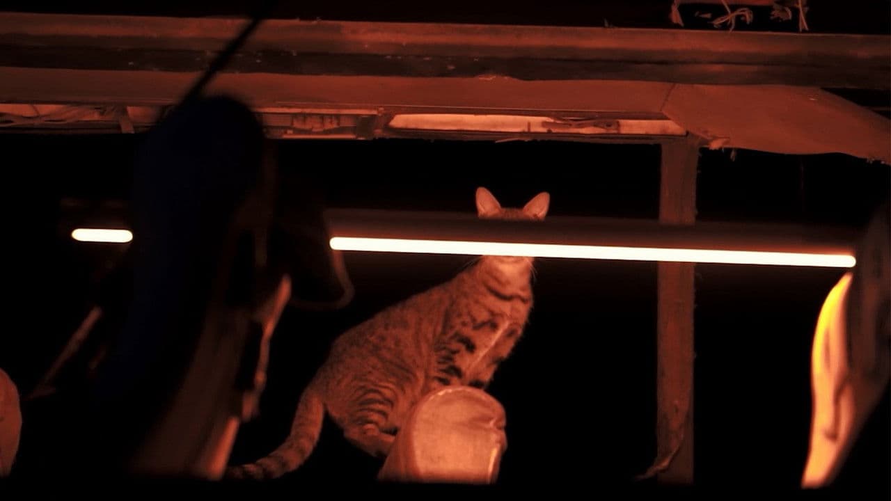 Backdrop – صيف، مدينة وكاميرا