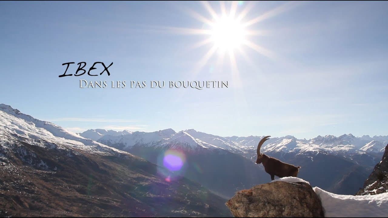 Backdrop – Ibex, dans les pas du bouquetin
