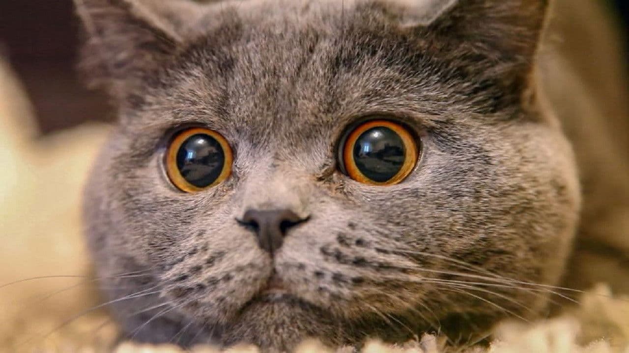 Backdrop – Mörderische Mieze - Die Katze