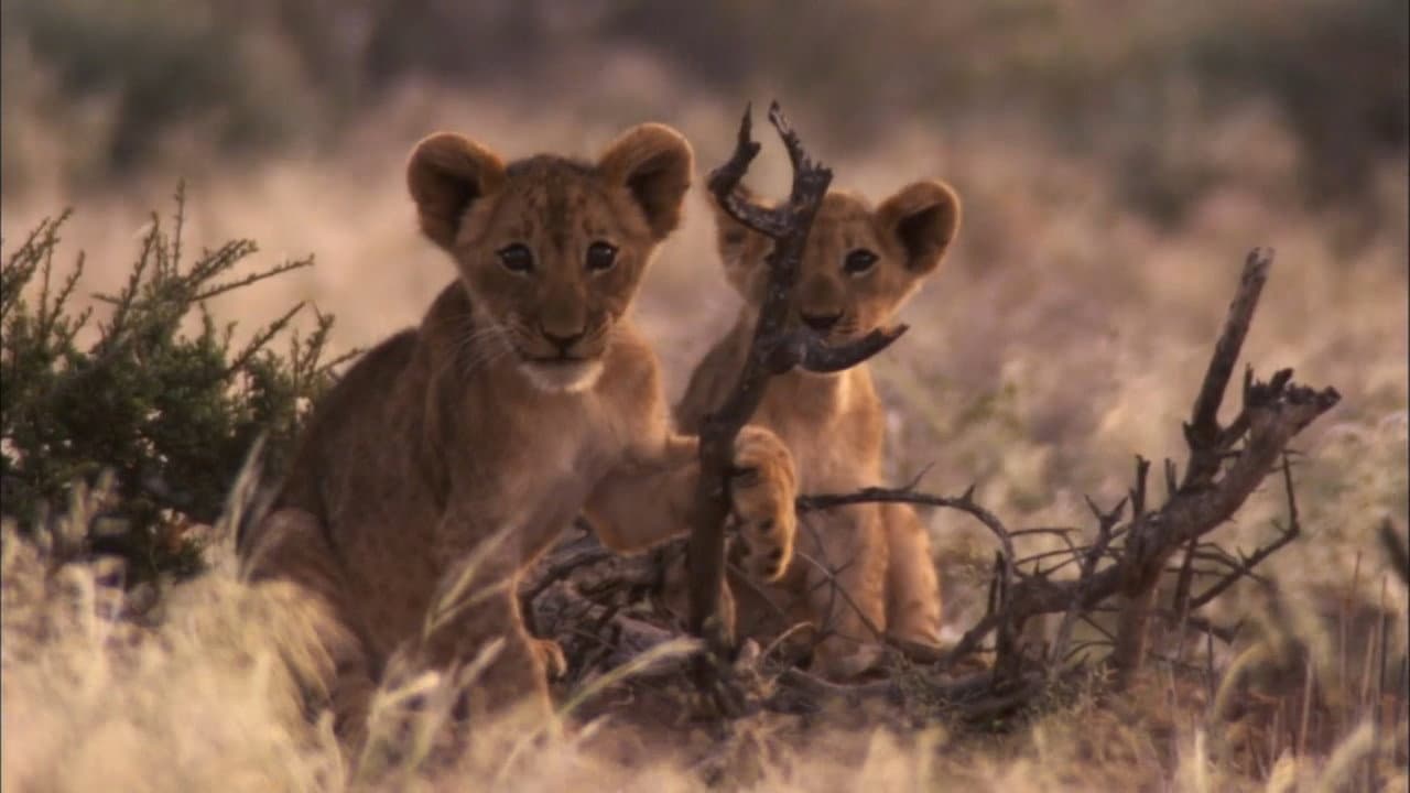 Backdrop – Desert Lions