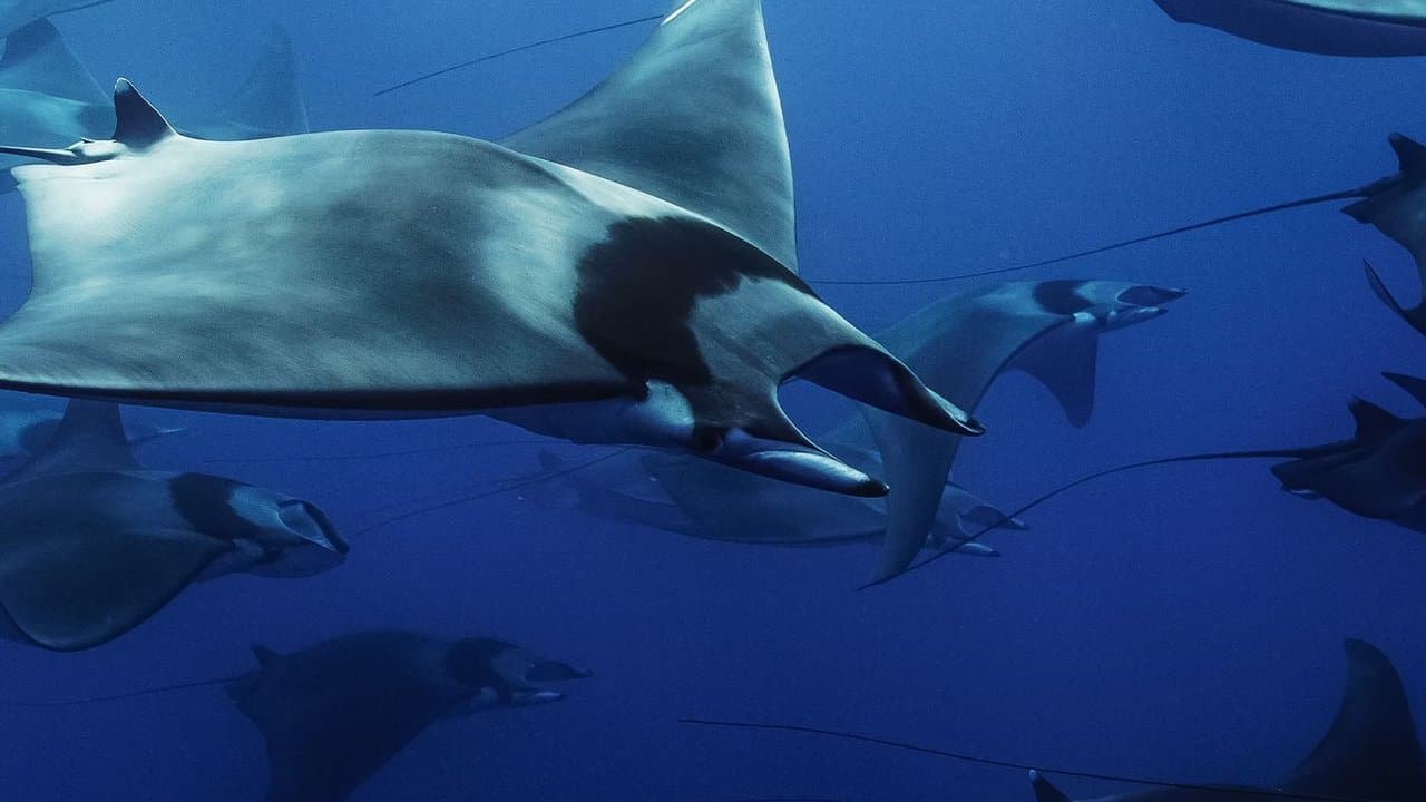 Backdrop – Mobula, la légende des diables