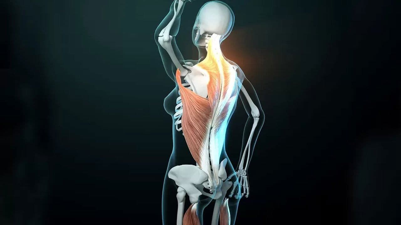 Backdrop – Faszien – Geheimnisvolle Welt unter der Haut