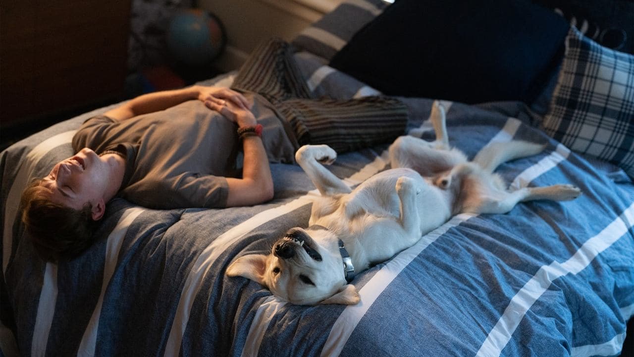 Backdrop – Dog Gone