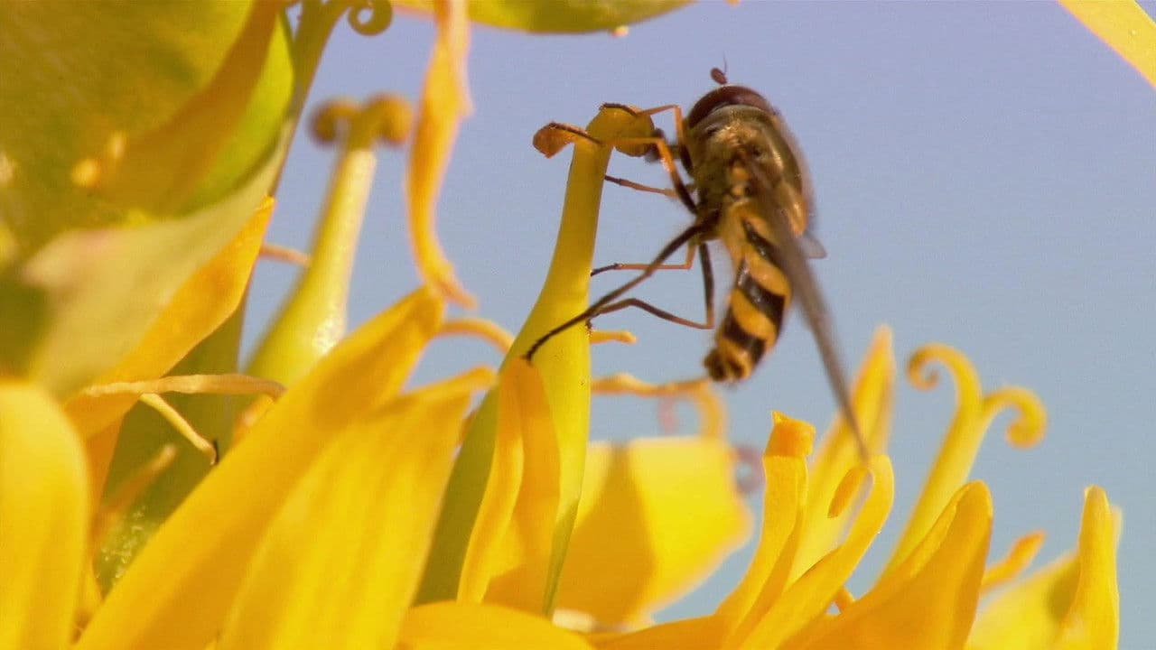 Backdrop – Insect World