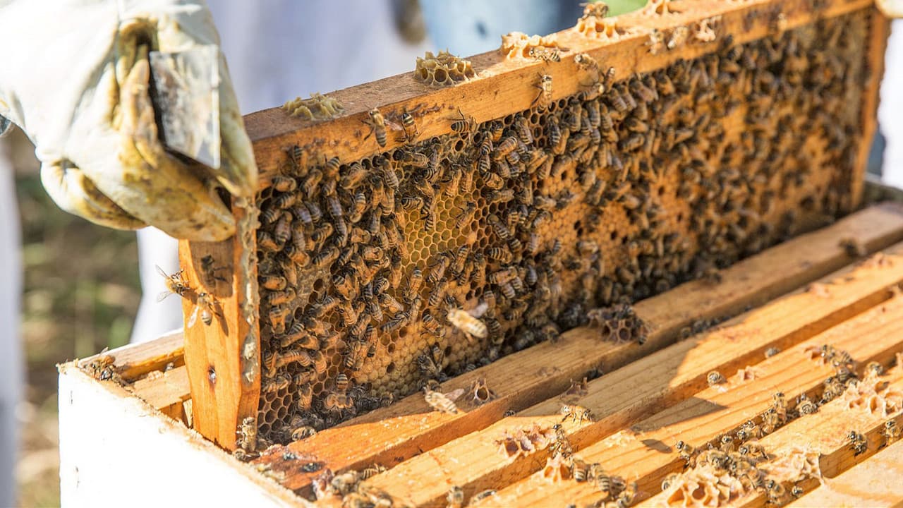 Backdrop – The Last Beekeeper