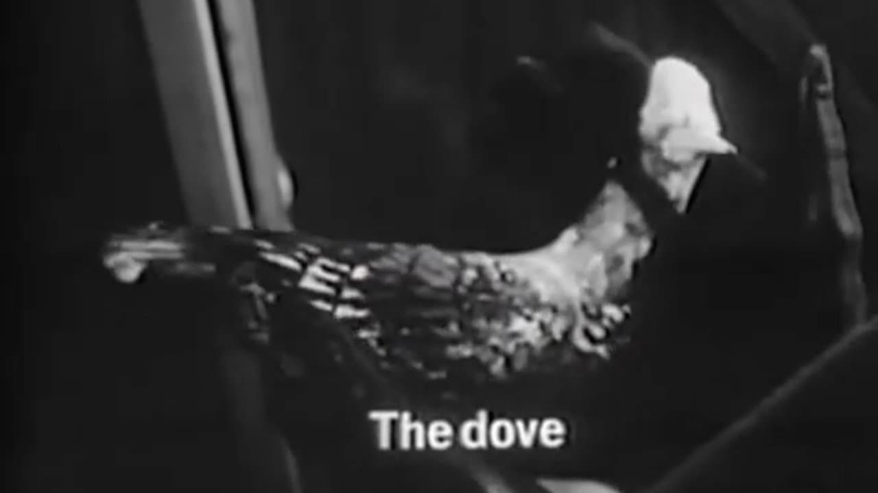 Backdrop – De Düva