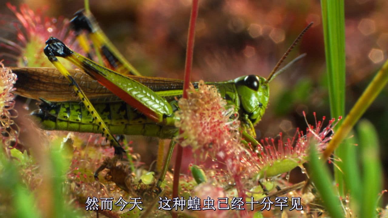 Backdrop – Magie der Moore