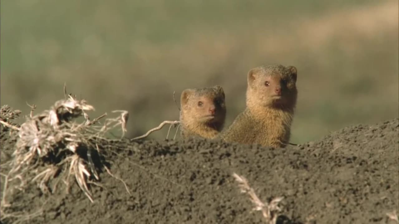 Backdrop – Ethiopia