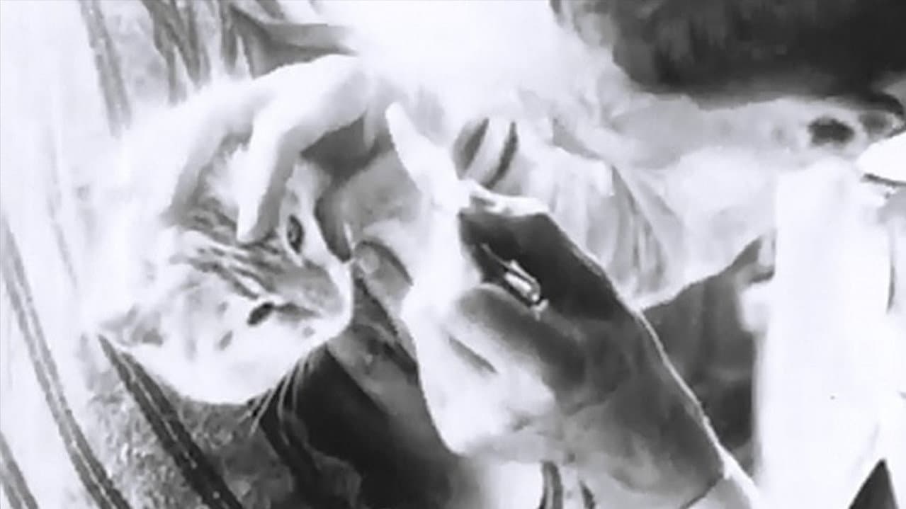 Backdrop – Pussy's Glasses