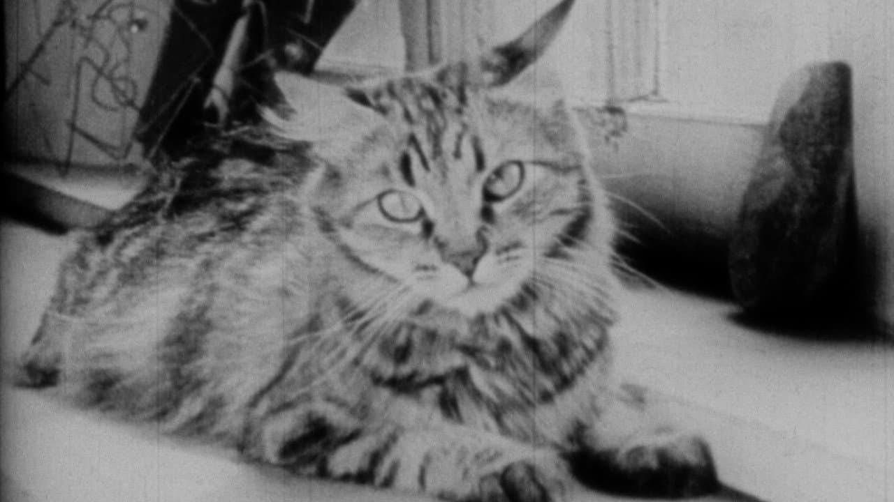 Backdrop – The Private Life of a Cat