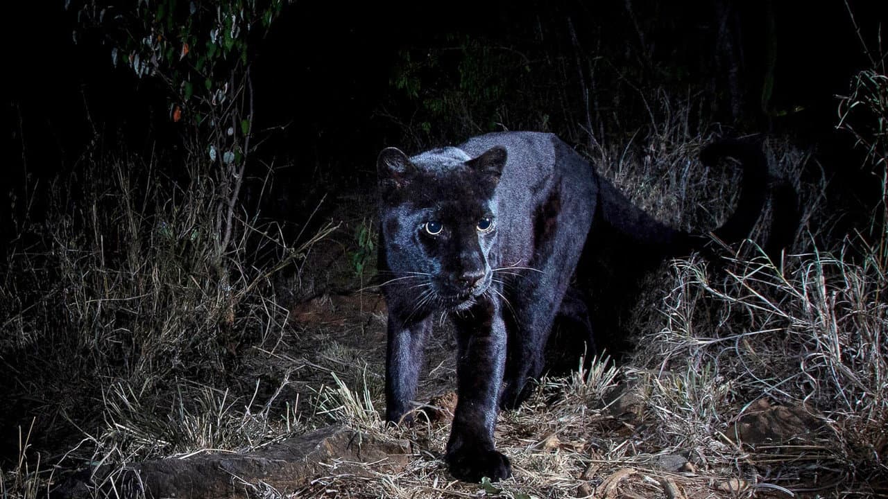 Backdrop – In Search Of A Legend: Black Leopard